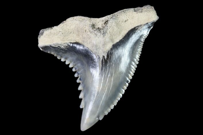 Hemipristis Shark Tooth Fossil - Virginia #91731